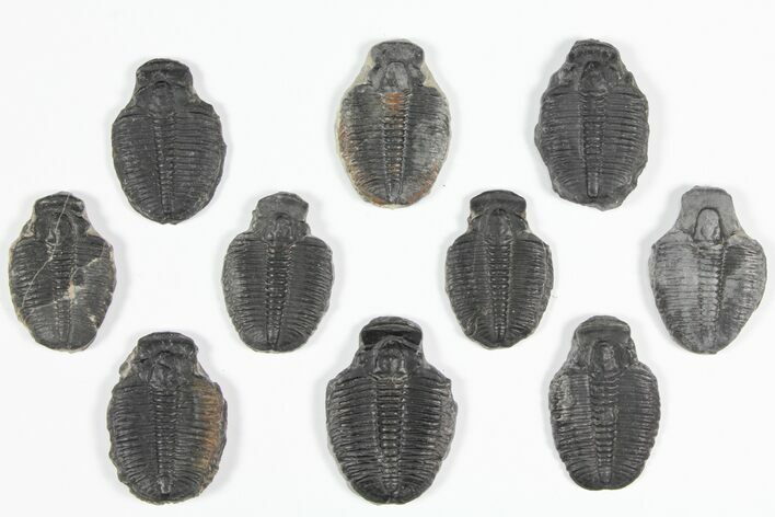 Lot: / Elrathia Trilobite Molt Fossils - Pieces #92139